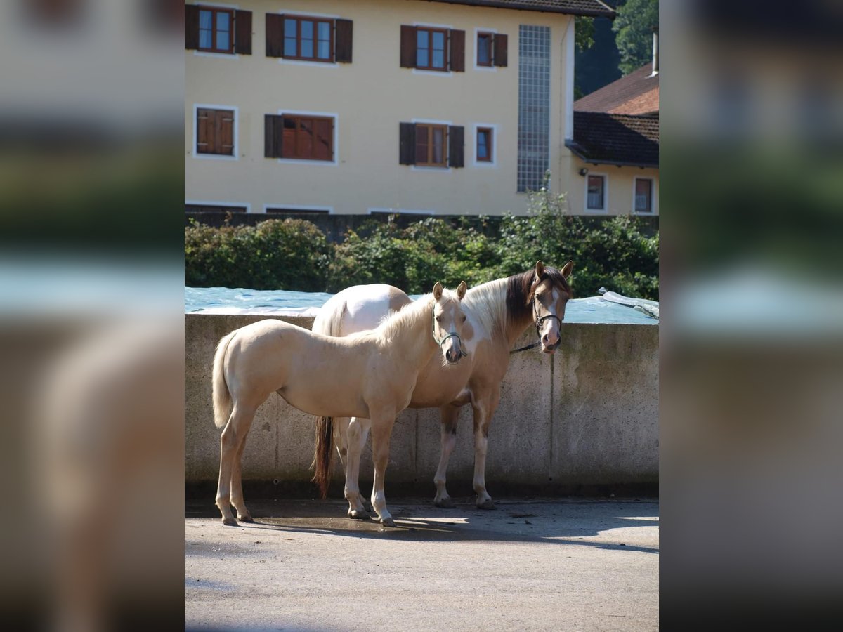 Paint Horse Giumenta Puledri (03/2024) 160 cm Palomino in Rohrdorf