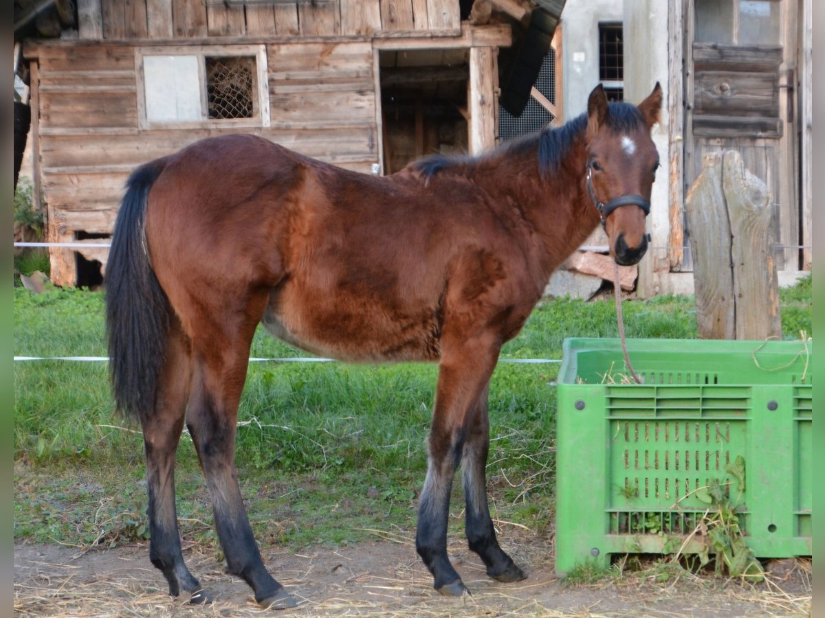 Paint Horse Giumenta Puledri (04/2024) Baio scuro in Borgo Valsugana