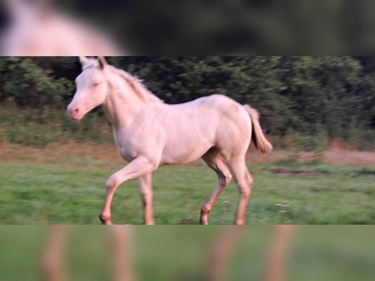 Paint Horse Giumenta Puledri (04/2025) in Ratekau