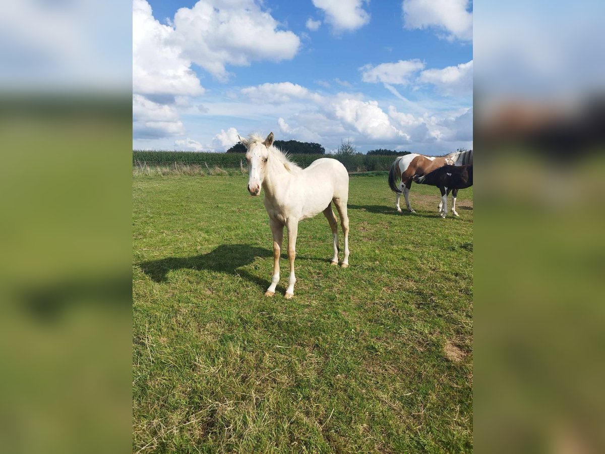 Paint Horse Giumenta  Palomino in thilleux