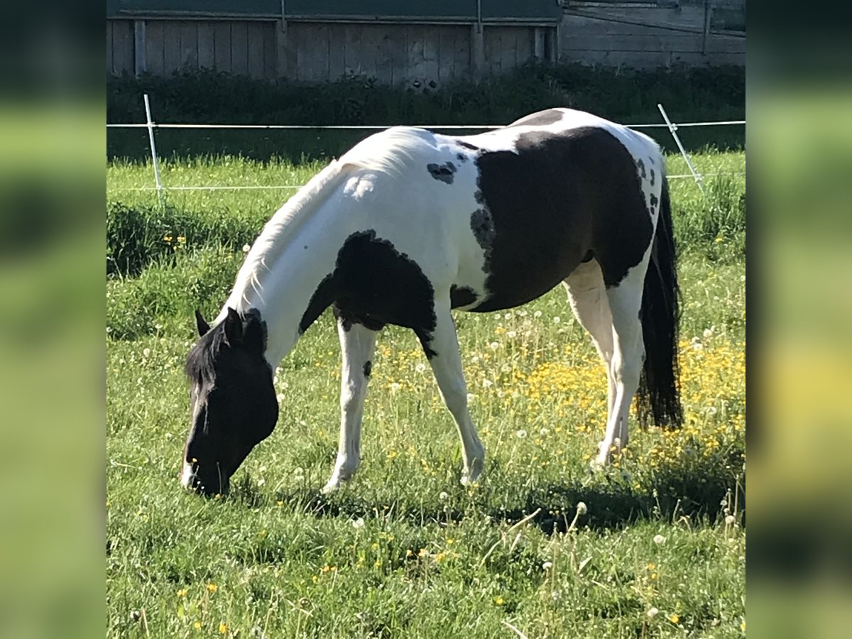 Paint Horse Hengst 15 Jahre 148 cm Tobiano-alle-Farben in Buchen (Odenwald)Buchen