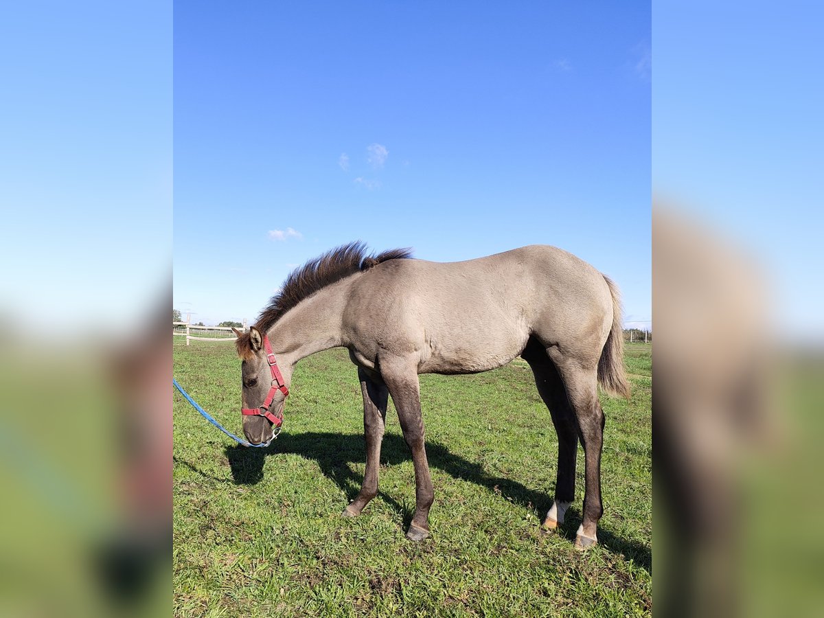 Paint Horse Hengst 1 Jaar 145 cm Grullo in Perkáta