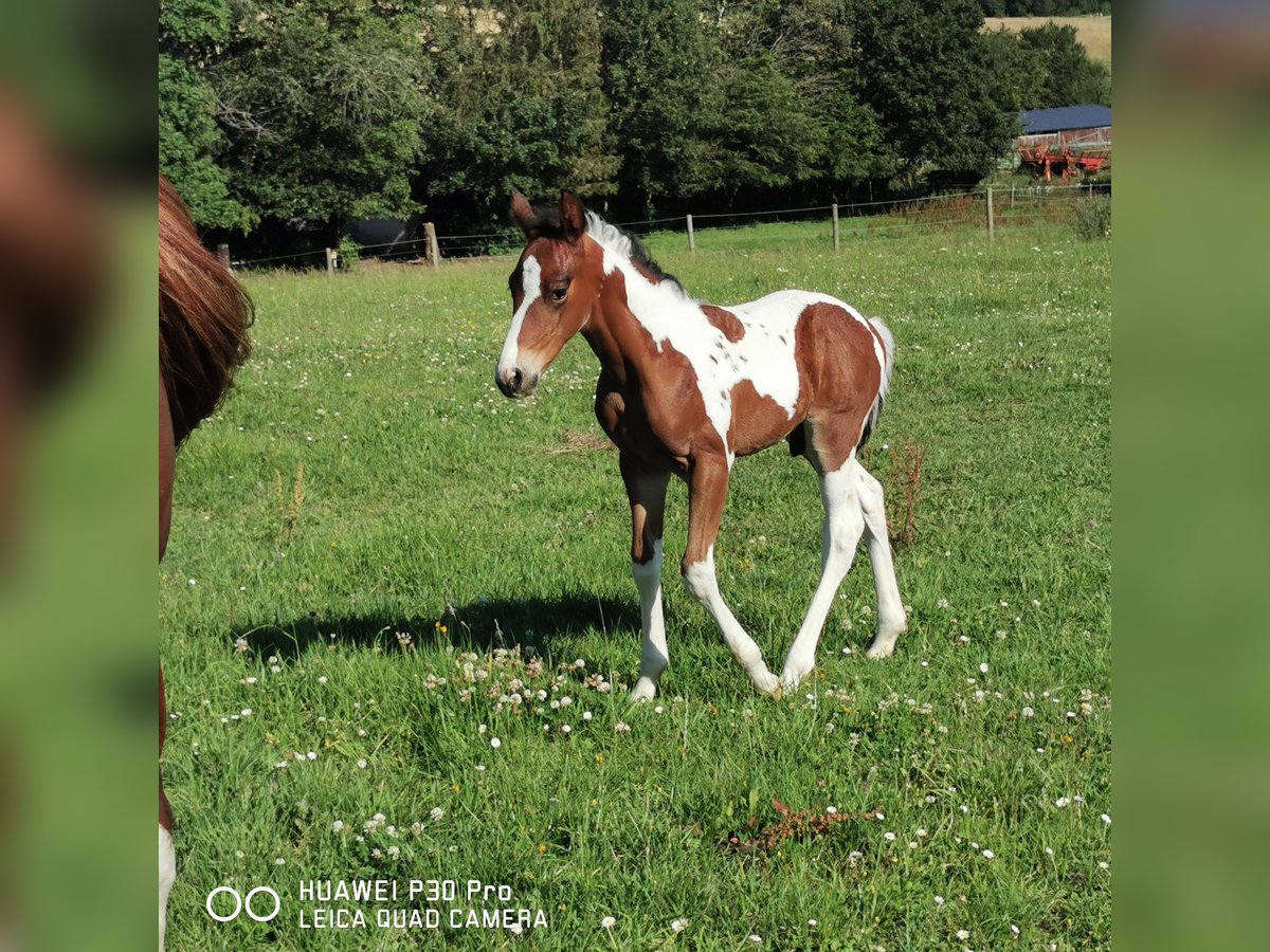 Paint Horse Hengst 1 Jaar 150 cm Gevlekt-paard in BETTELDORF