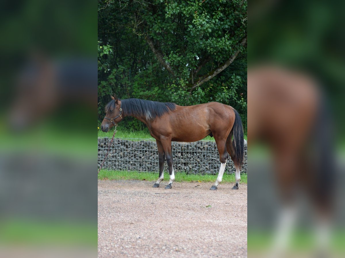 Paint Horse Hengst 1 Jaar 150 cm Gevlekt-paard in Nohfelden