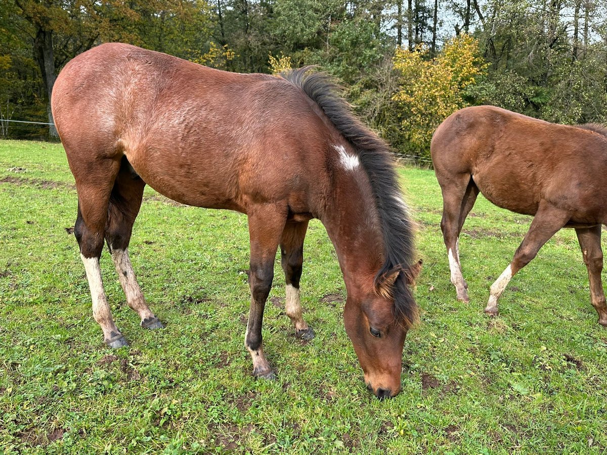 Paint Horse Hengst 1 Jaar 150 cm Gevlekt-paard in Nohfelden