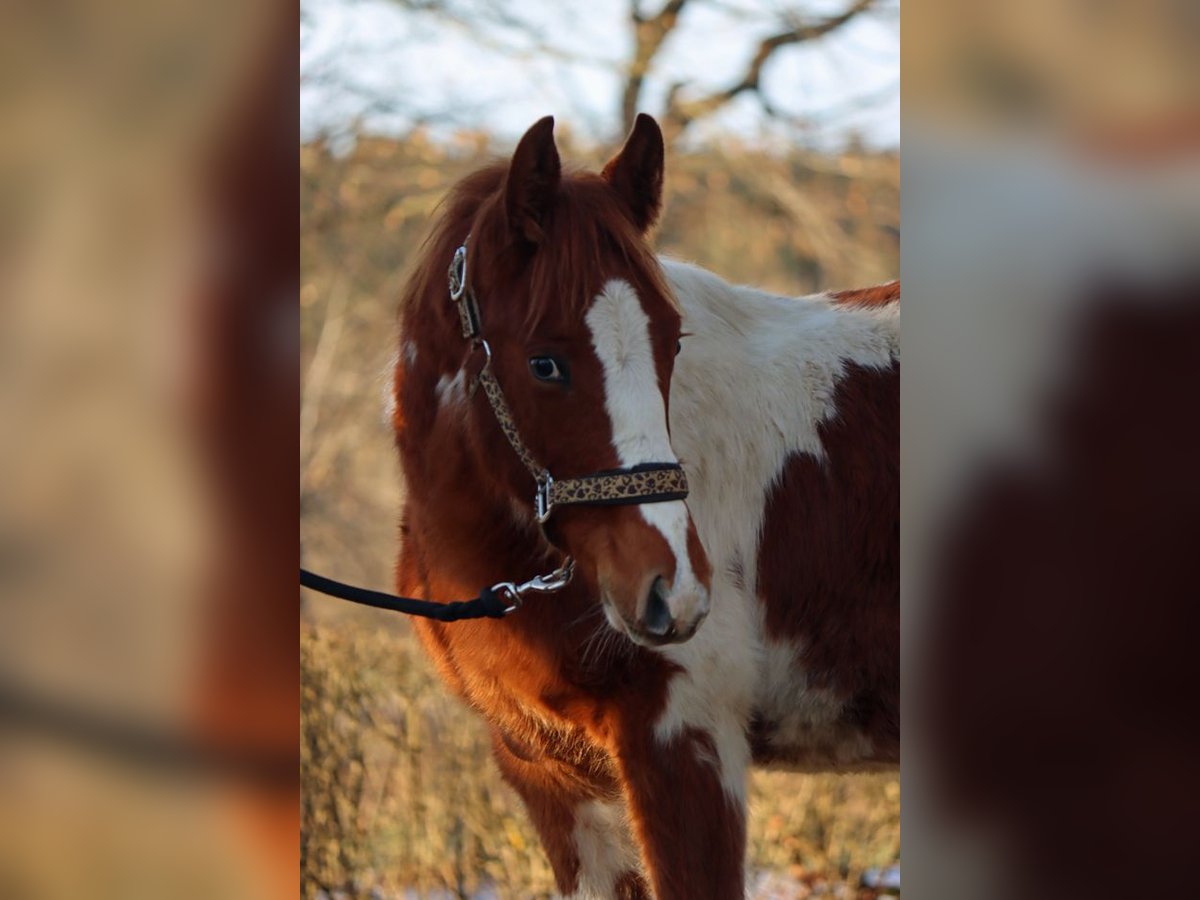 Paint Horse Hengst 1 Jaar 150 cm Tobiano-alle-kleuren in Hellenthal