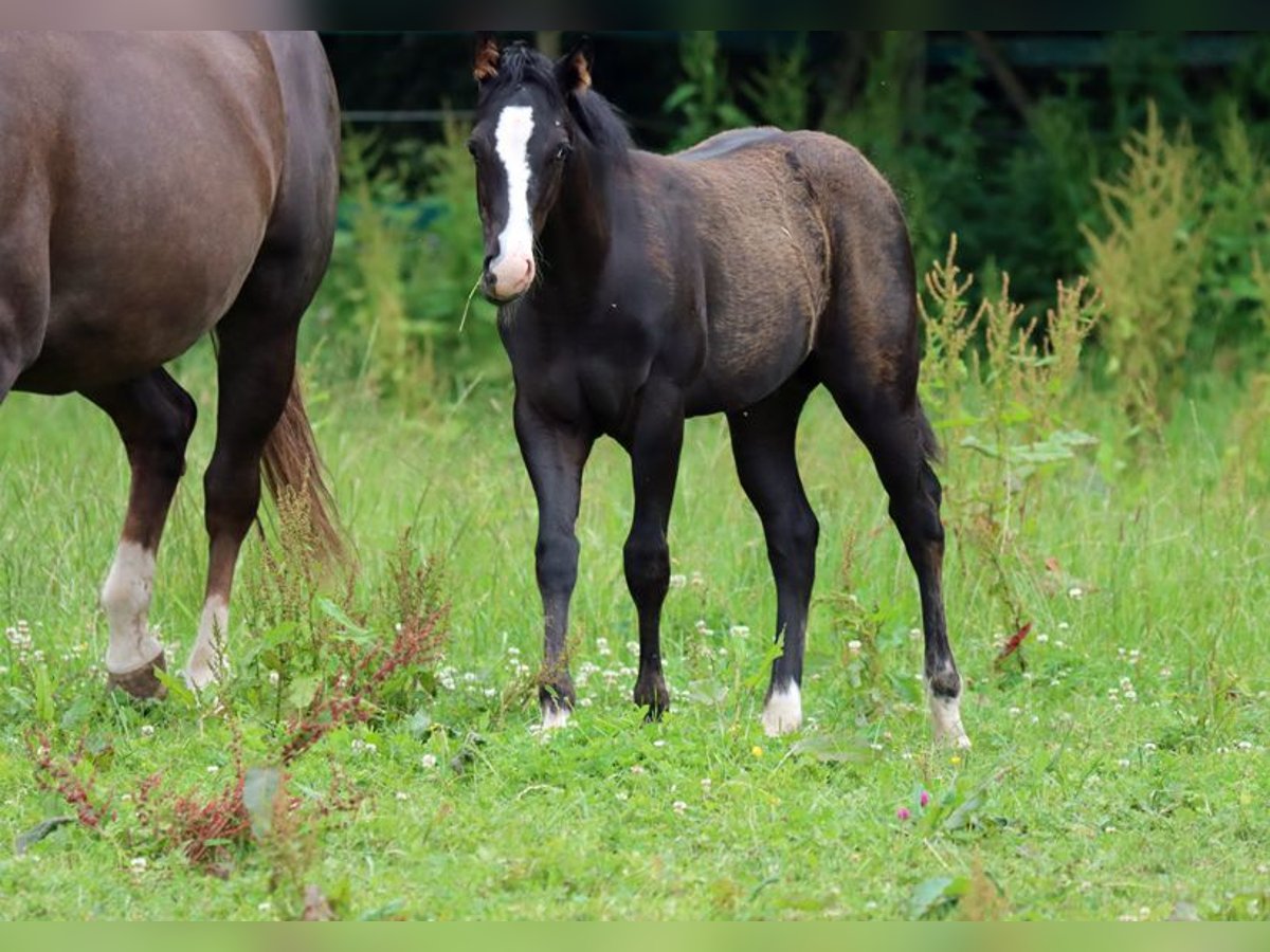 Paint Horse Hengst 1 Jaar 150 cm Zwart in Hellenthal