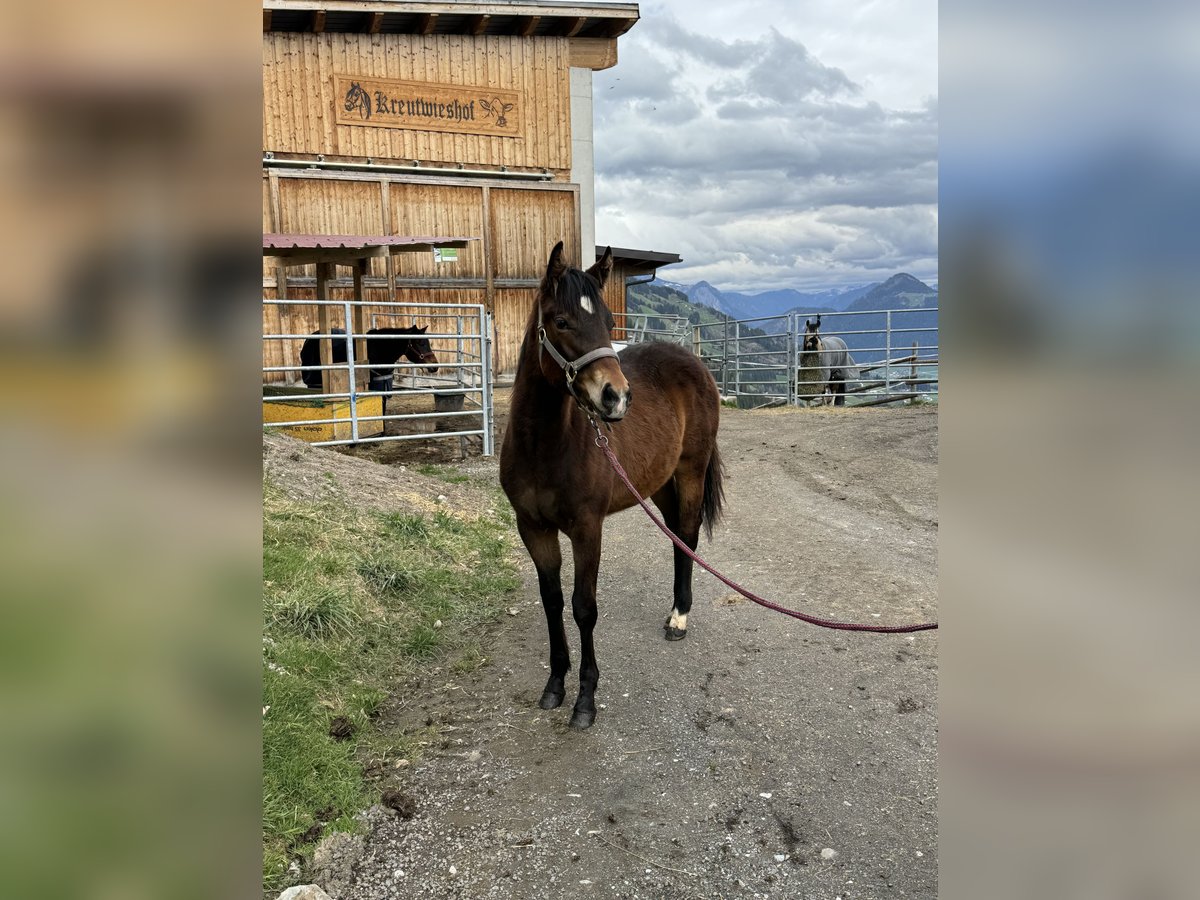 Paint Horse Hengst 1 Jaar 152 cm Bruin in Fügenberg