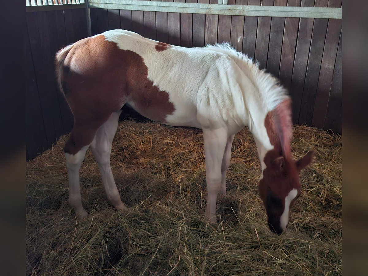 Paint Horse Hengst 1 Jaar 152 cm Tobiano-alle-kleuren in Auengrund