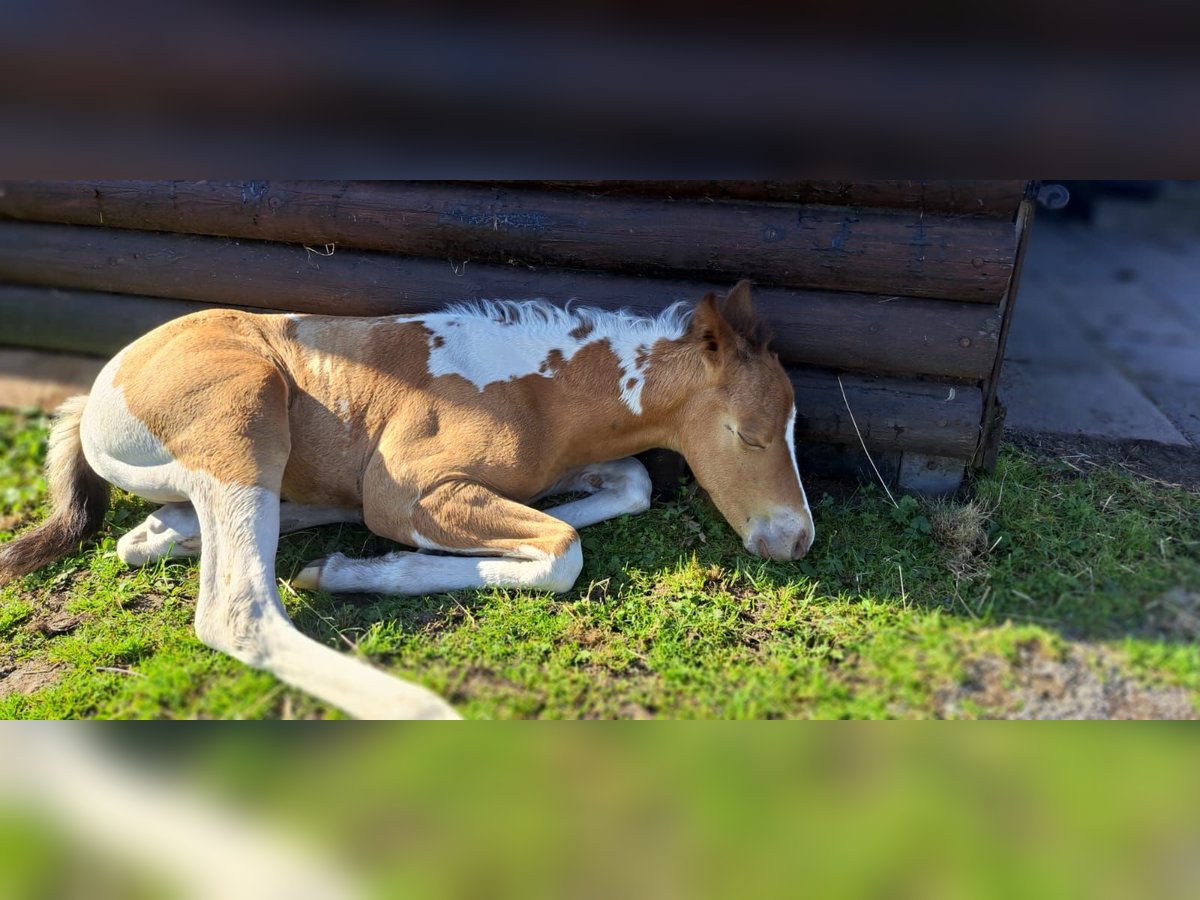 Paint Horse Hengst 1 Jaar 155 cm Champagne in Hamm