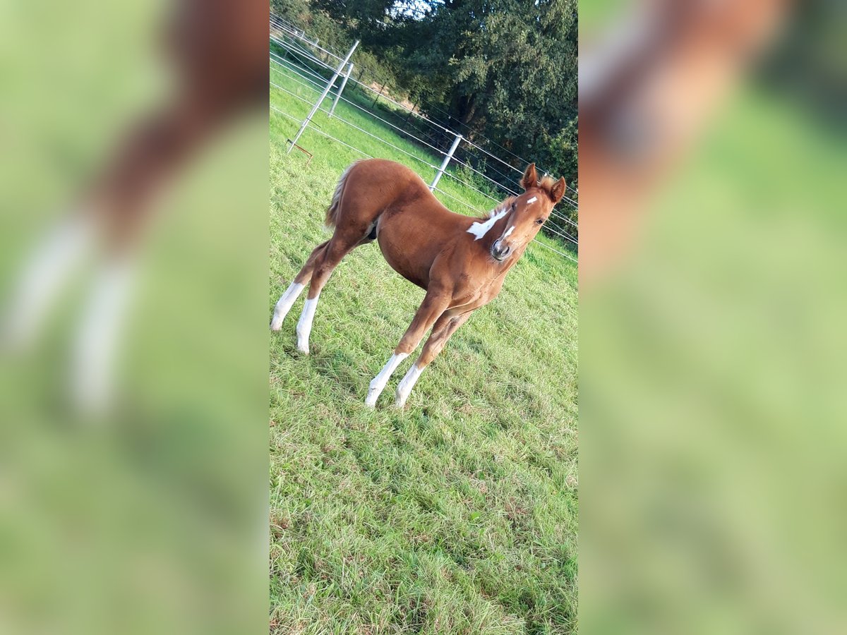 Paint Horse Hengst 1 Jaar 155 cm Gevlekt-paard in Neuenhaus