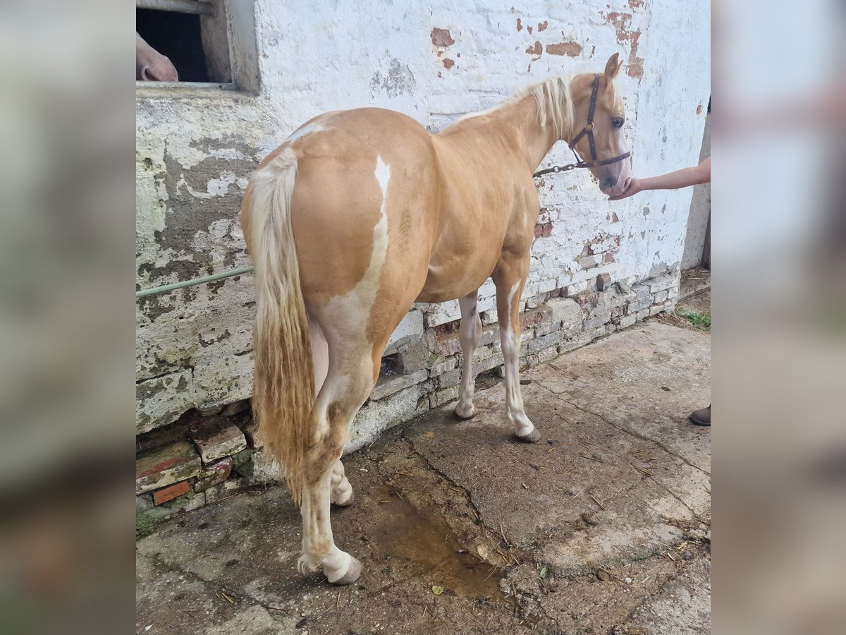 Paint Horse Hengst 1 Jaar 155 cm Gevlekt-paard in Buchbach