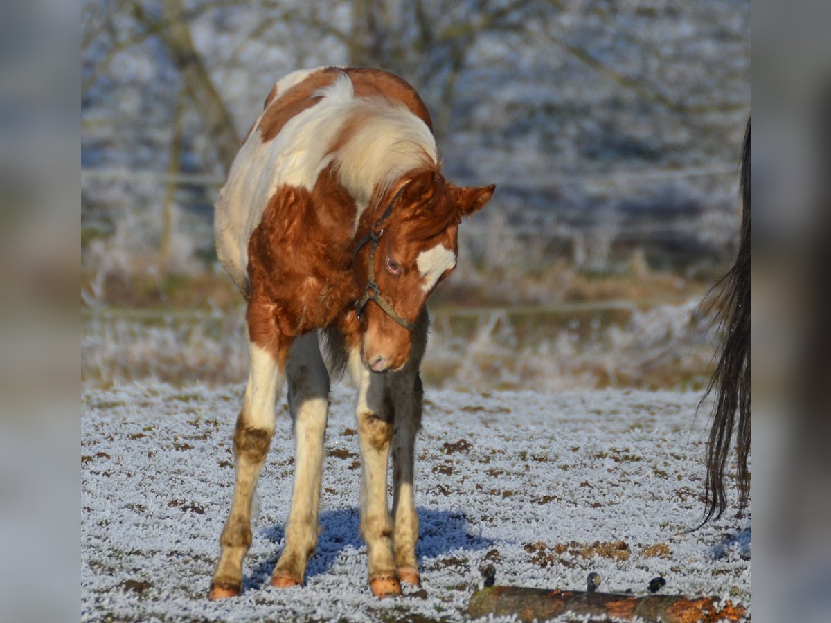 Paint Horse Hengst 1 Jaar 155 cm Tobiano-alle-kleuren in Buchbach