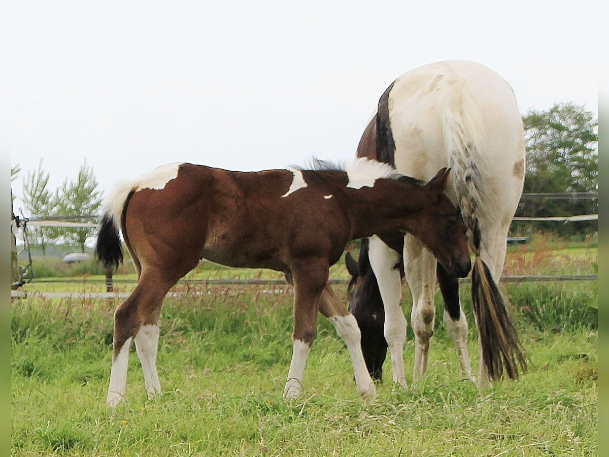 Paint Horse Hengst 1 Jaar 160 cm Bruin in Oosthuizen