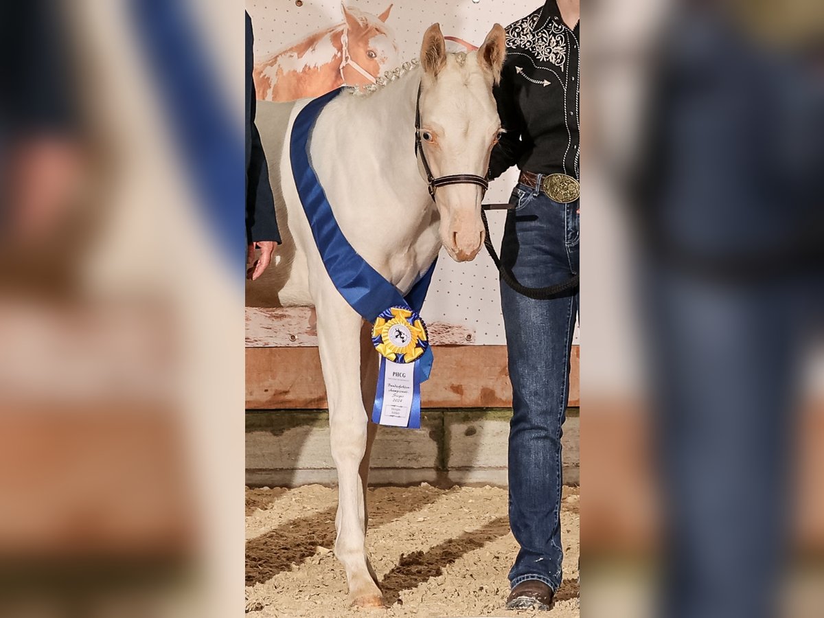 Paint Horse Hengst 1 Jaar Gevlekt-paard in Camburg