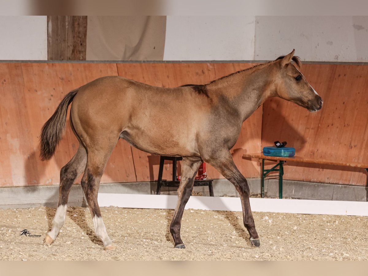 Paint Horse Hengst 1 Jaar in LanglingenLanglingen