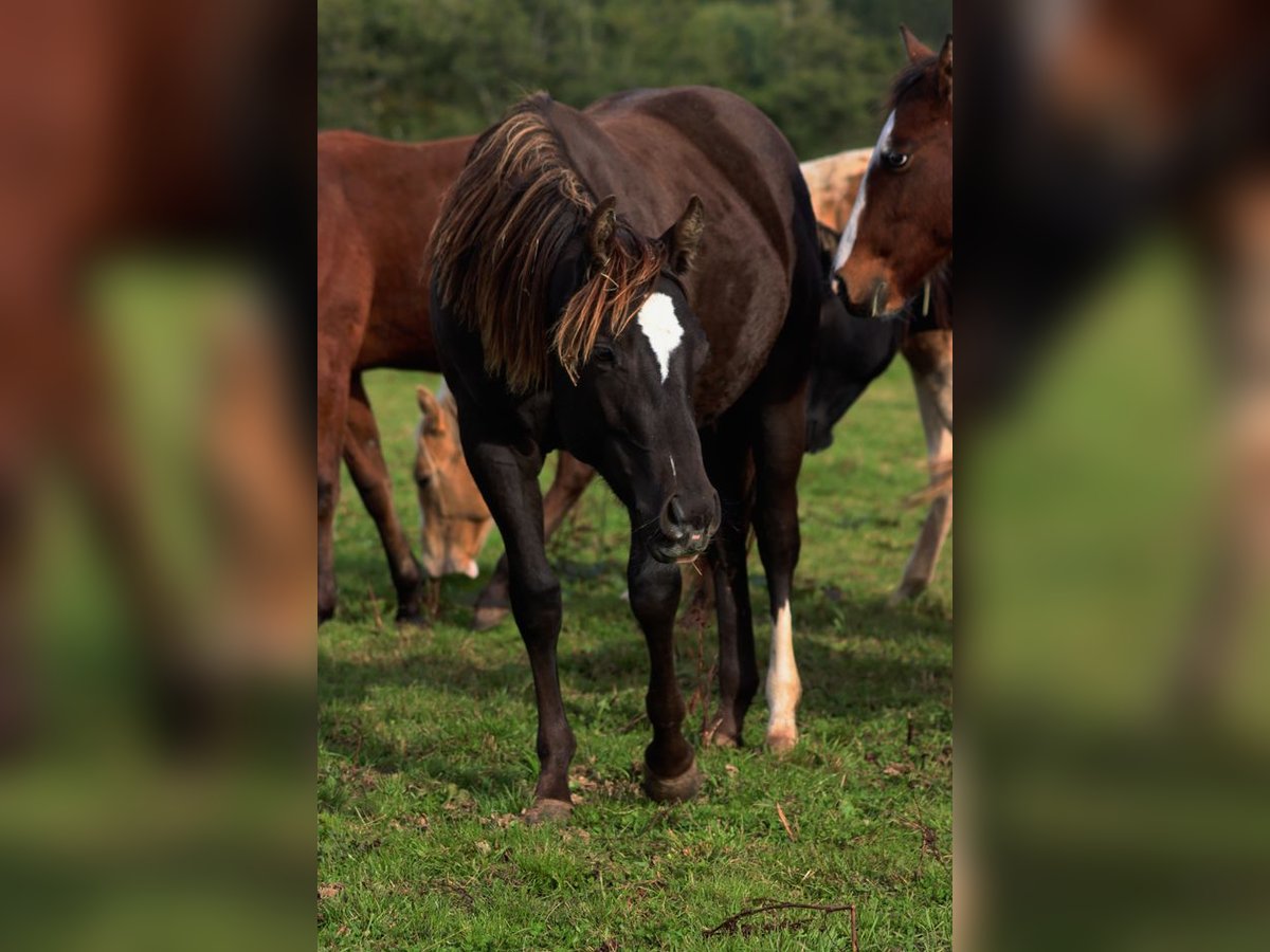 Paint Horse Hengst 1 Jahr 148 cm Rappe in Hellenthal