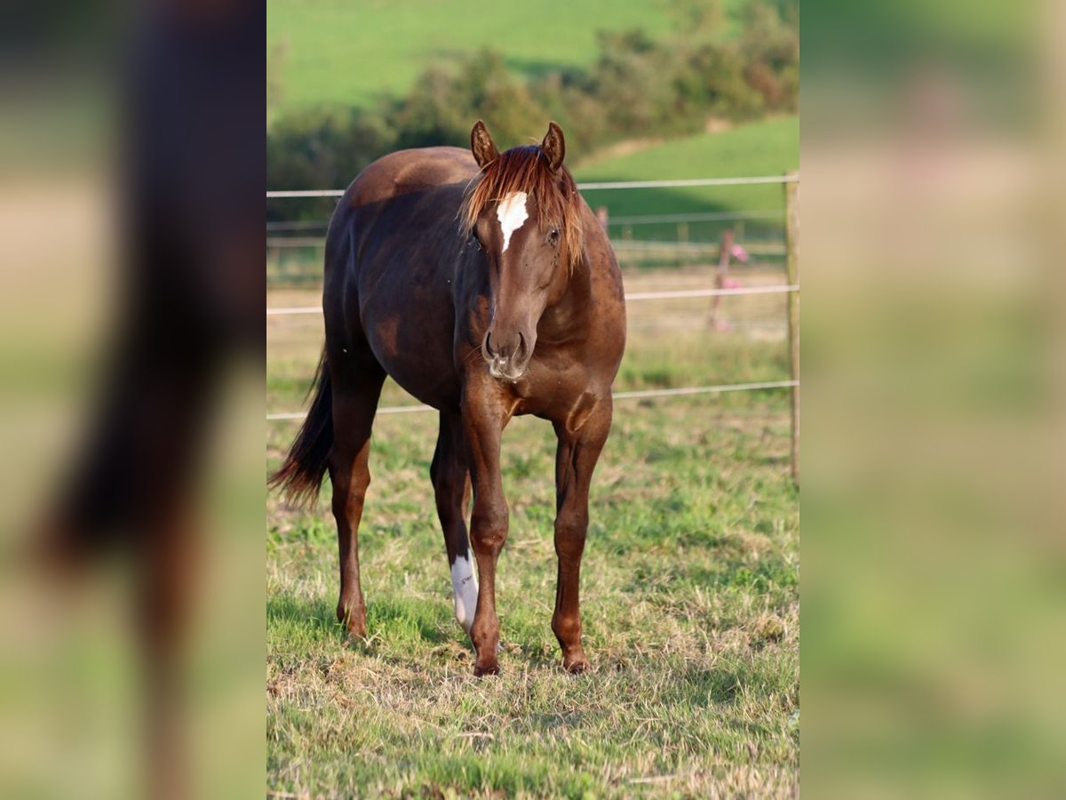 Paint Horse Hengst 1 Jahr 148 cm Rappe in Hellenthal