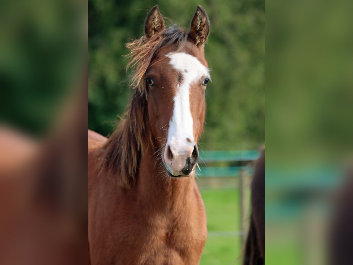 Paint Horse Hengst 1 Jahr 150 cm Overo-alle-Farben in Hellenthal