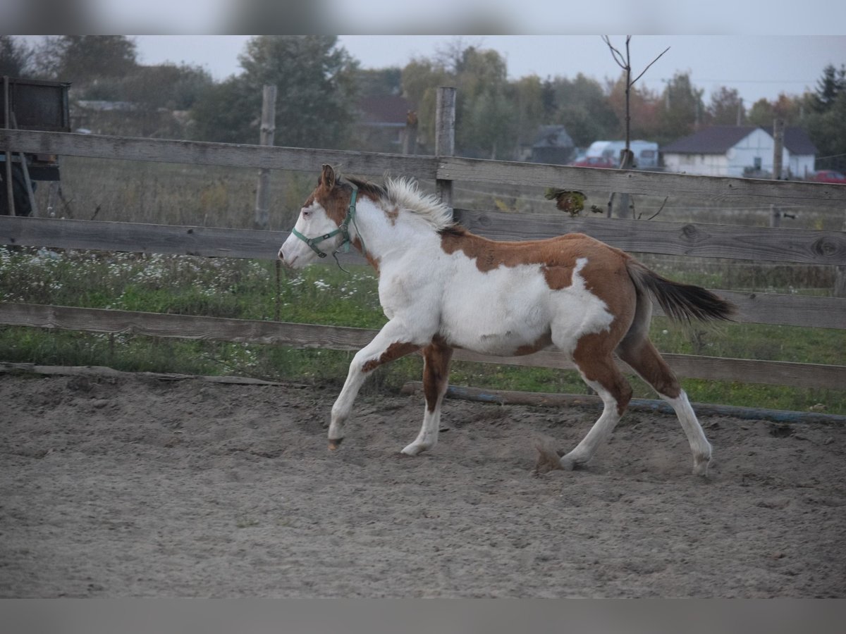 Paint Horse Hengst 1 Jahr 150 cm Overo-alle-Farben in Dorog