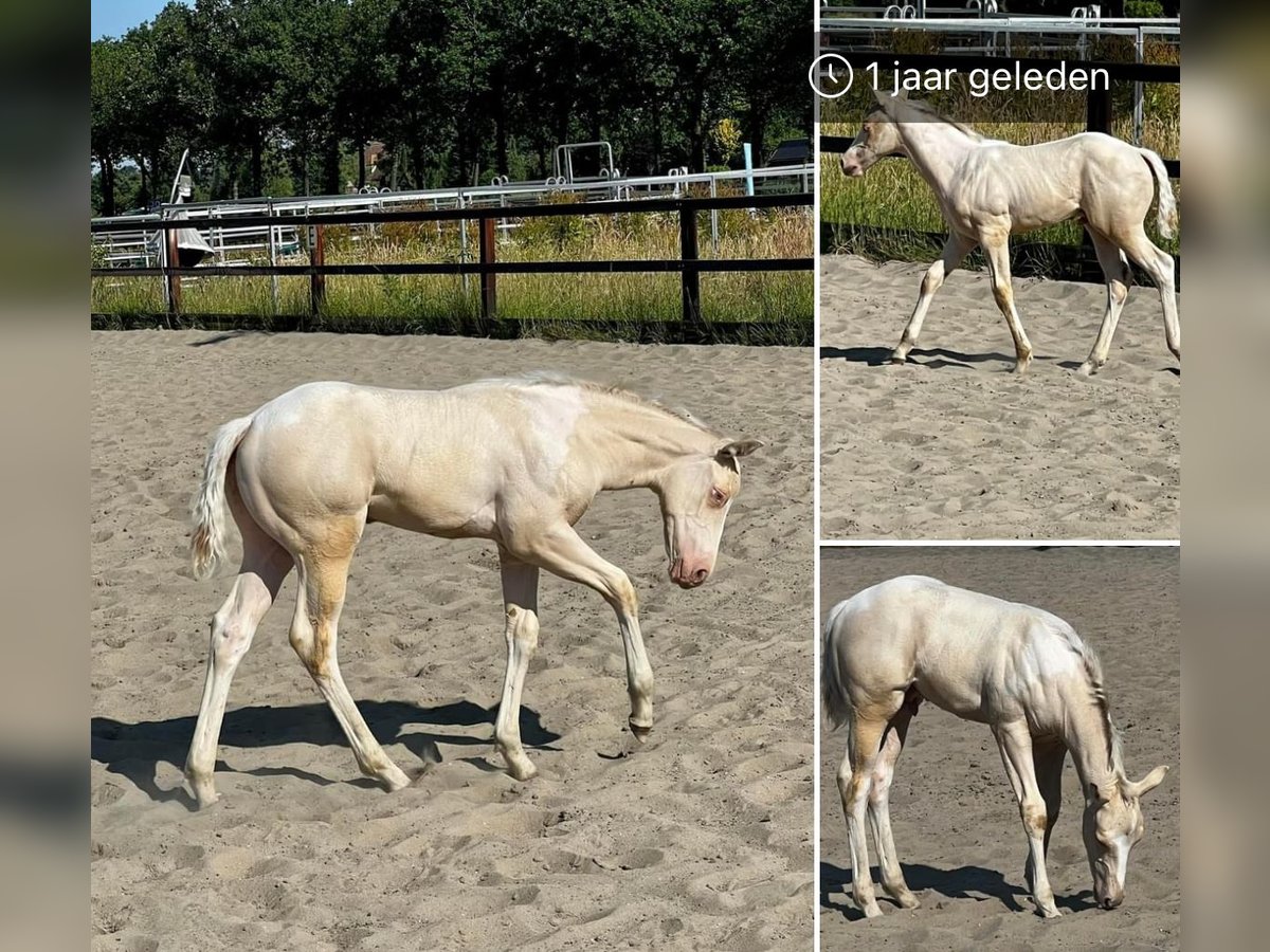 Paint Horse Hengst 1 Jahr 150 cm Perlino in Woudenberg