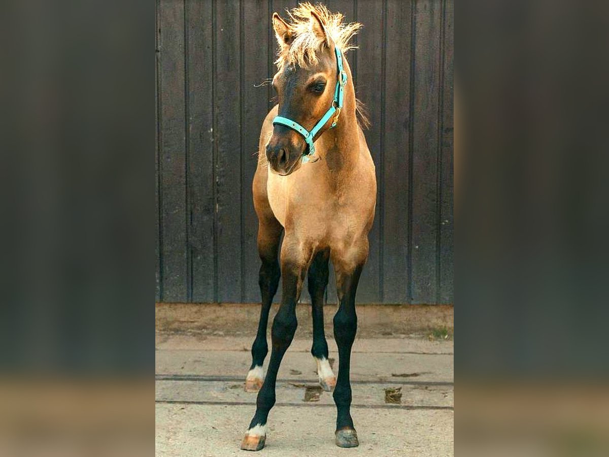 Paint Horse Hengst 1 Jahr 152 cm Grullo in Stadlern
