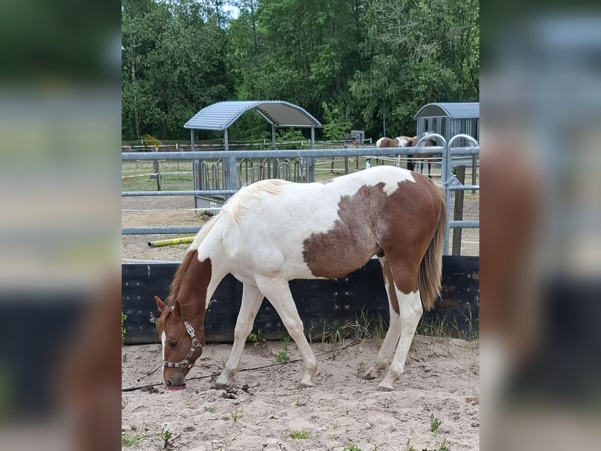 Paint Horse Hengst 1 Jahr 152 cm Tobiano-alle-Farben in Auengrund