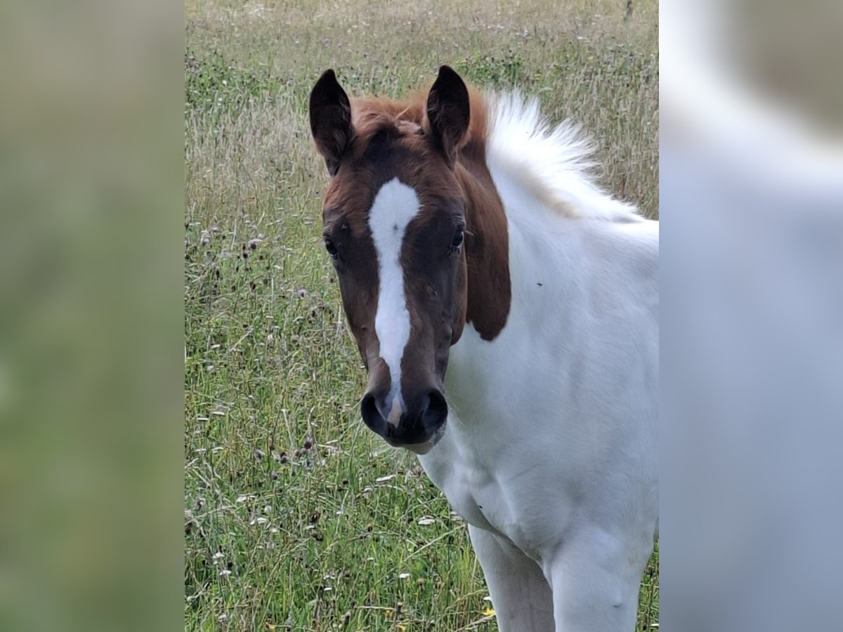 Paint Horse Hengst 1 Jahr 152 cm Tobiano-alle-Farben in Auengrund