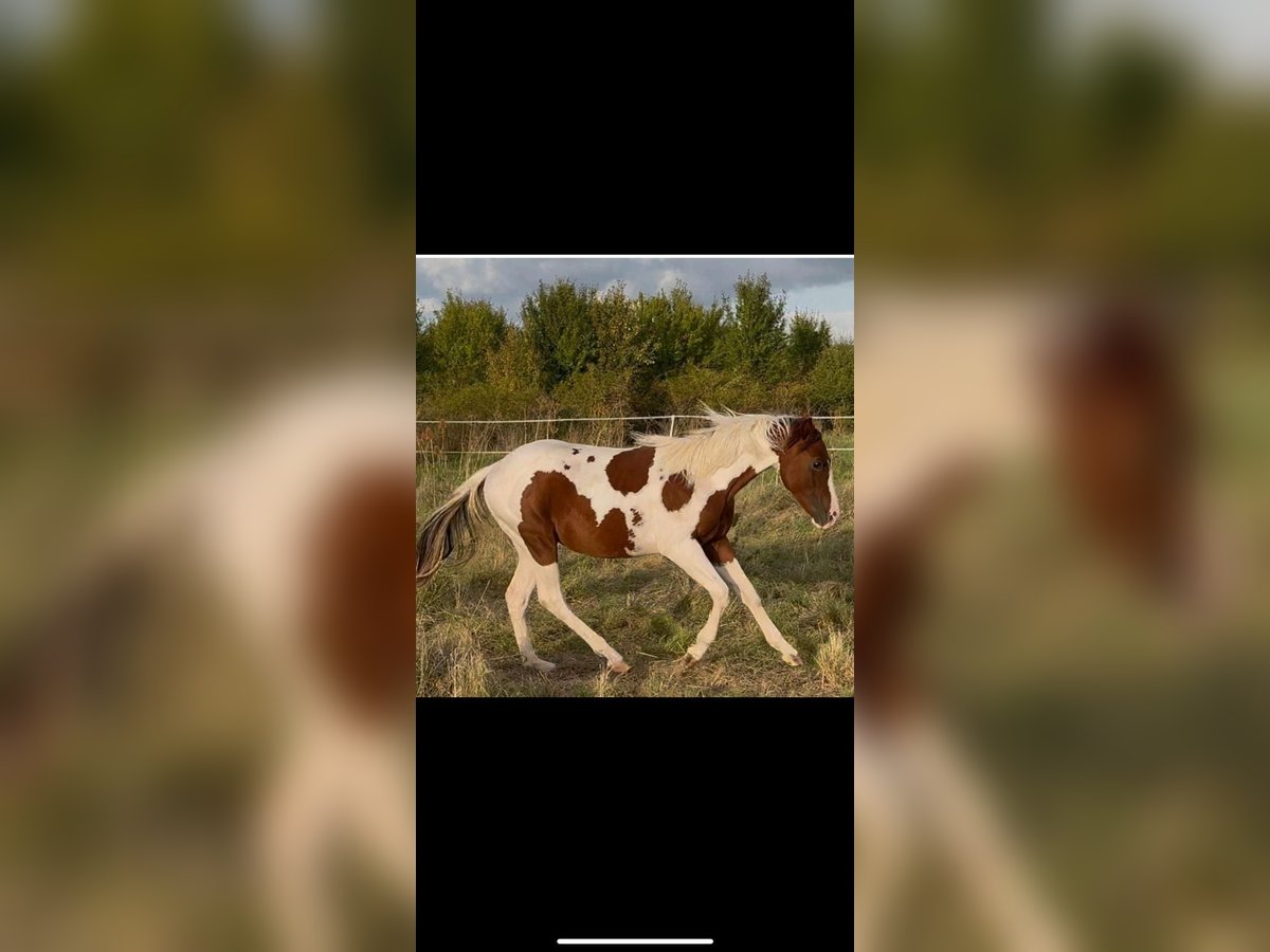Paint Horse Hengst 1 Jahr 152 cm Tobiano-alle-Farben in Rottleben