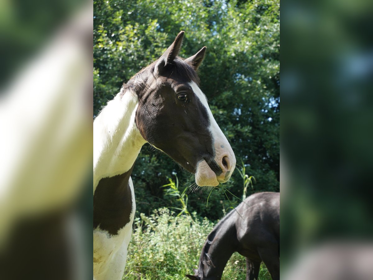 Paint Horse Mix Hengst 1 Jahr 155 cm Schecke in FernA
