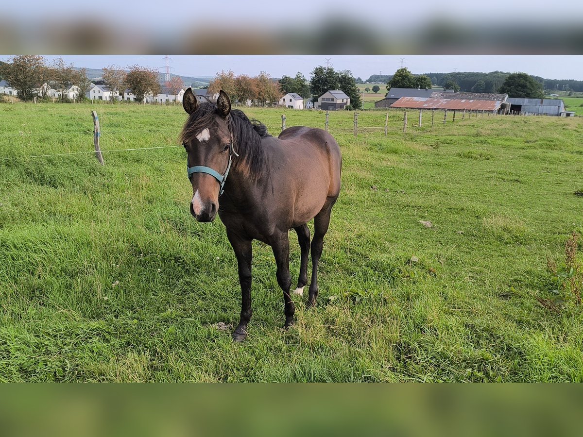 Paint Horse Hengst 1 Jahr 155 cm Schwarzbrauner in Bastogne