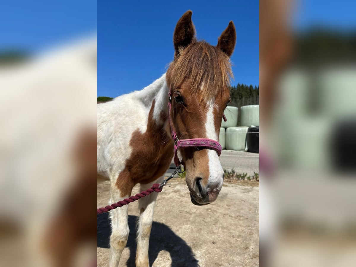 Paint Horse Hengst 1 Jahr Tobiano-alle-Farben in Windeck