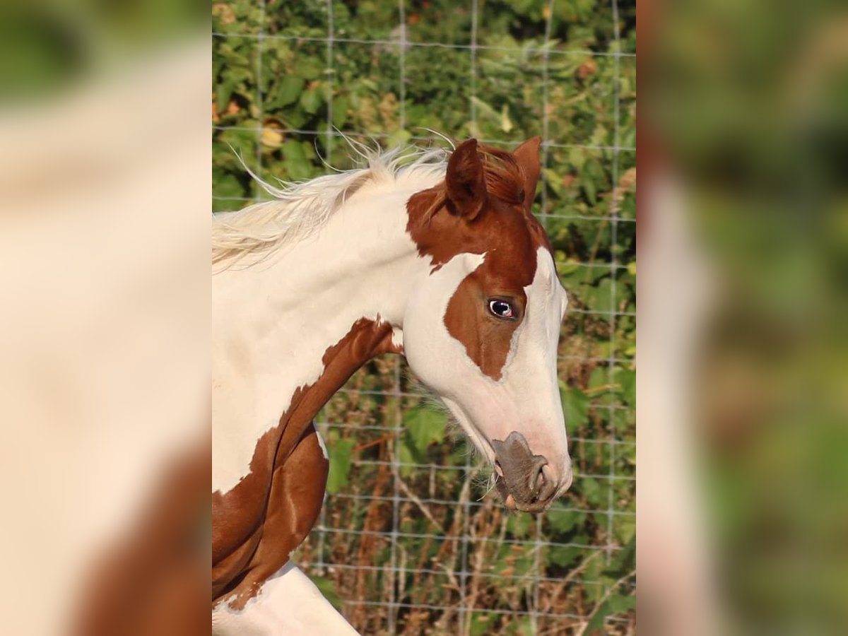 Paint Horse Hengst 1 Jahr Tovero-alle-Farben in Hosszúhetény