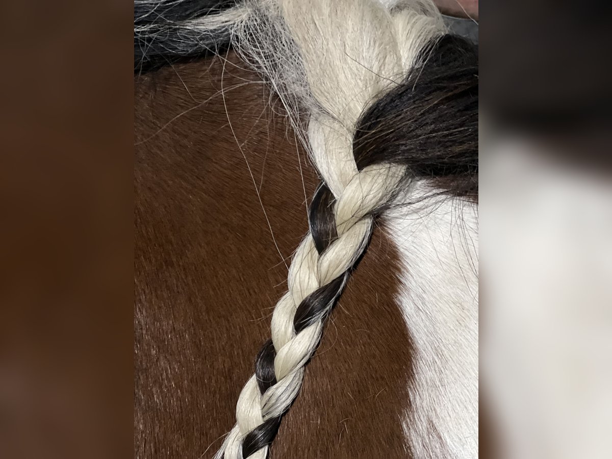 Paint Horse Hengst 1 Jahr in Asendorf