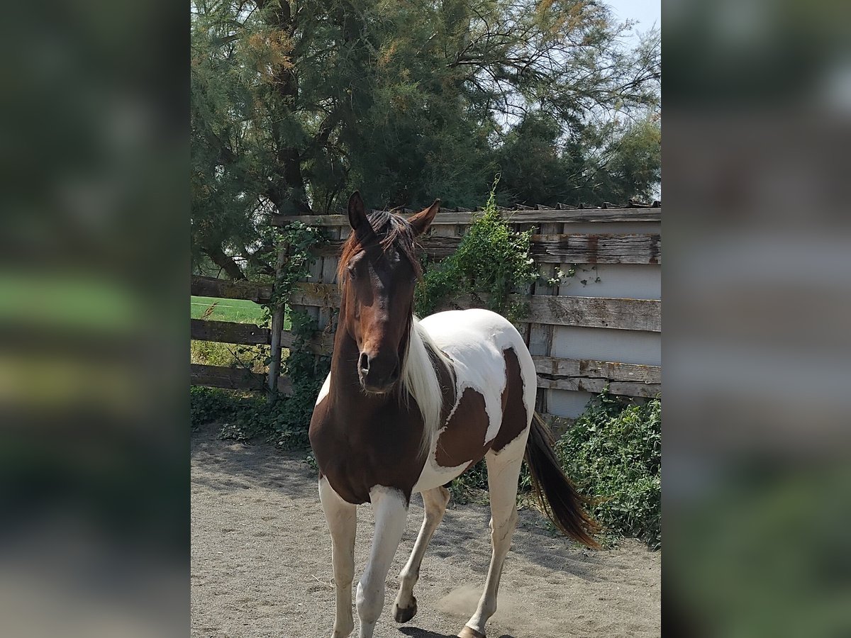 Paint Horse Hengst 2 Jaar 145 cm Tobiano-alle-kleuren in Saint-Gillesst gilles