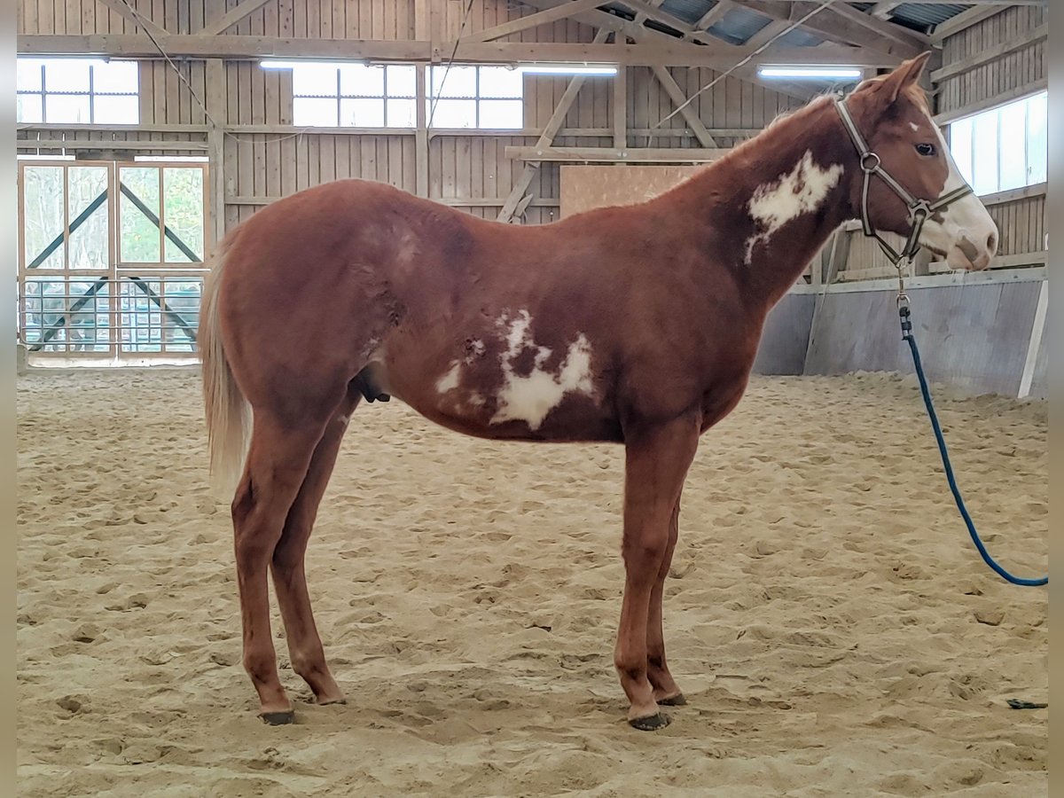 Paint Horse Hengst 2 Jaar Tobiano-alle-kleuren in Haldenwang