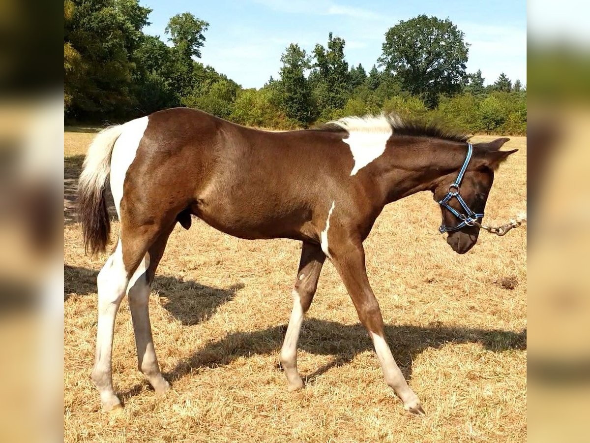 Paint Horse Hengst 2 Jahre 130 cm Tobiano-alle-Farben in Leutingewolde