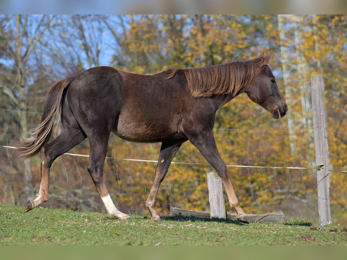 Paint Horse Hengst 2 Jahre 148 cm Dunkelfuchs in Pribram