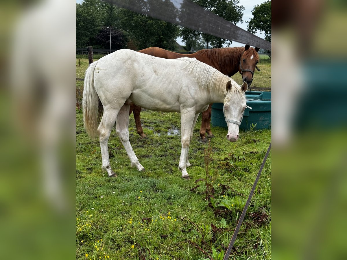 Paint Horse Hengst 2 Jahre 150 cm Perlino in Woudenberg