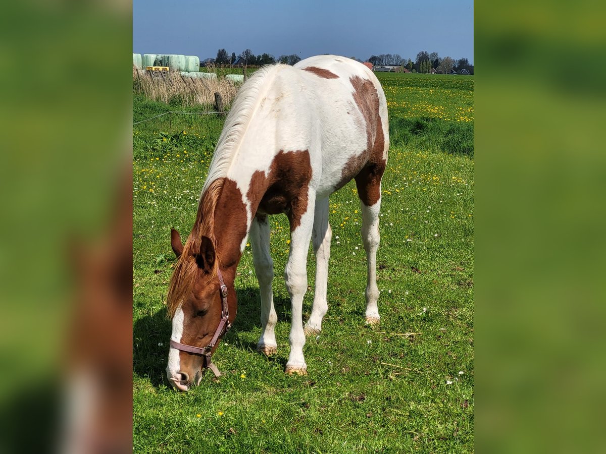 Paint Horse Hengst 2 Jahre 150 cm Tobiano-alle-Farben in Blije