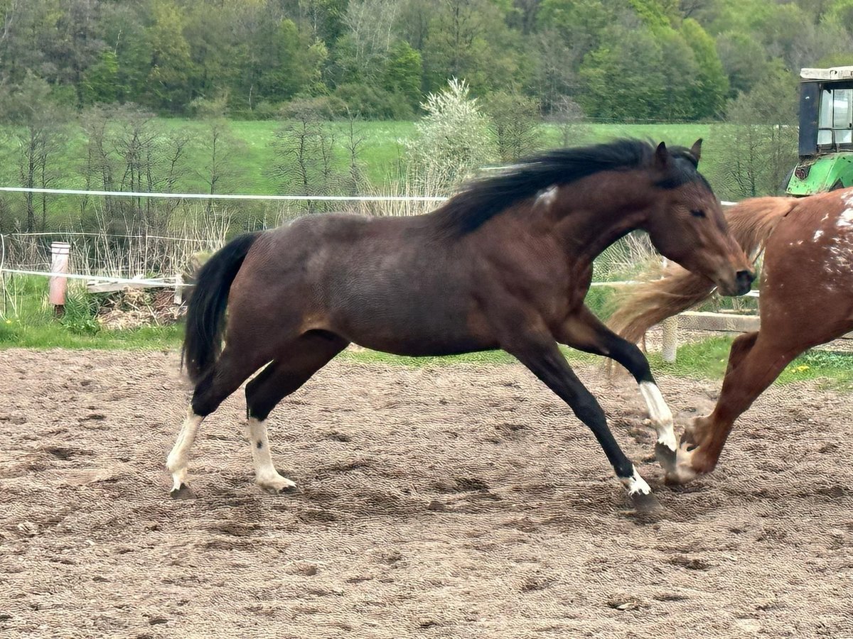 Paint Horse Hengst 2 Jahre 150 cm Tobiano-alle-Farben in Nohfelden
