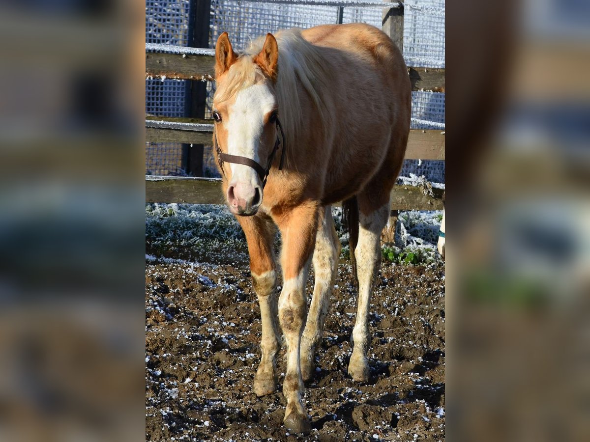 Paint Horse Hengst 2 Jahre 155 cm Schecke in Buchbach