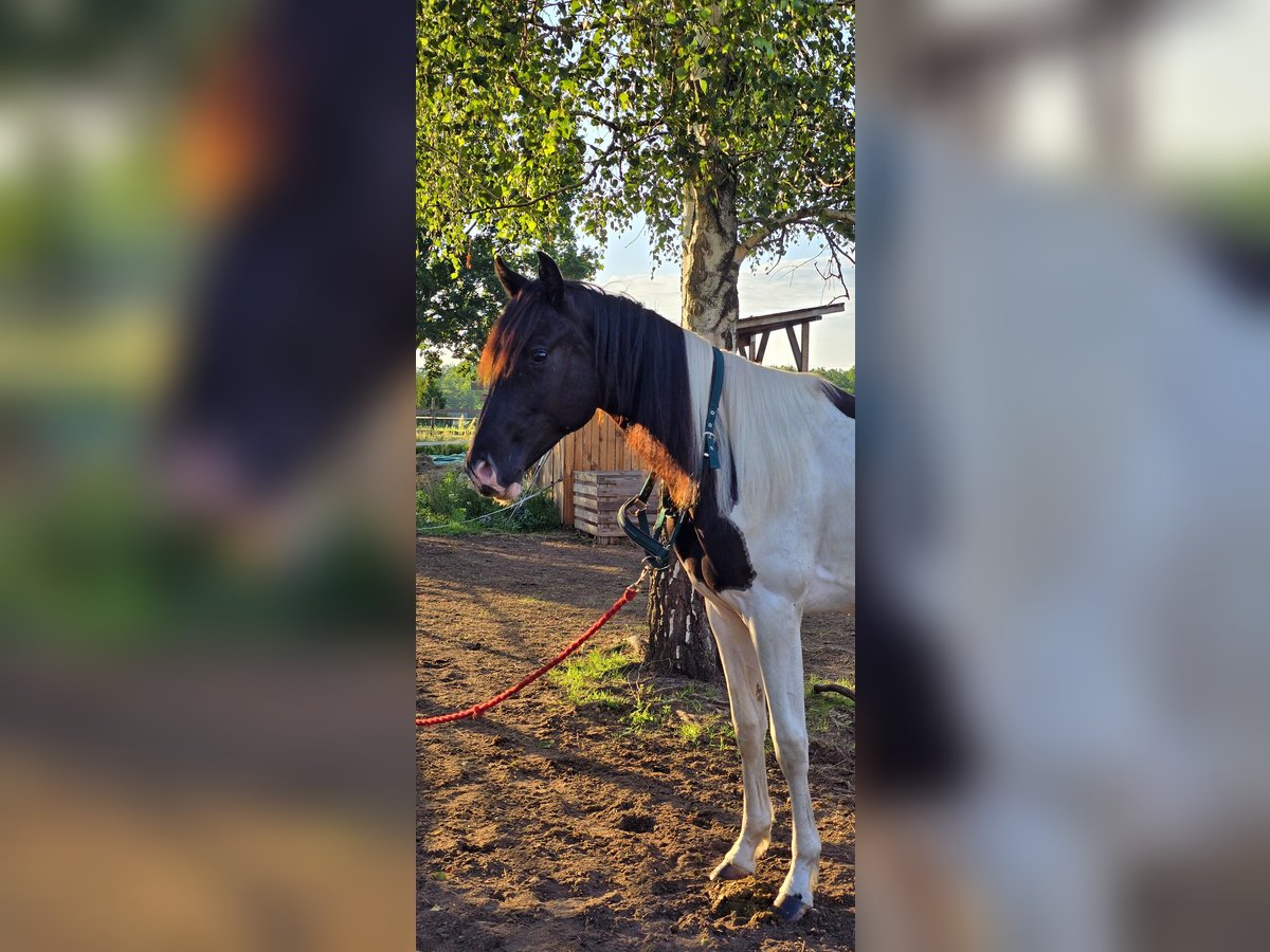 Paint Horse Hengst 2 Jahre 155 cm Tobiano-alle-Farben in Nowa R&#xF3;&#x17C;a