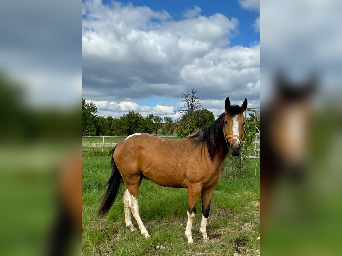 Paint Horse Hengst 2 Jahre 158 cm Buckskin in Esperstedt