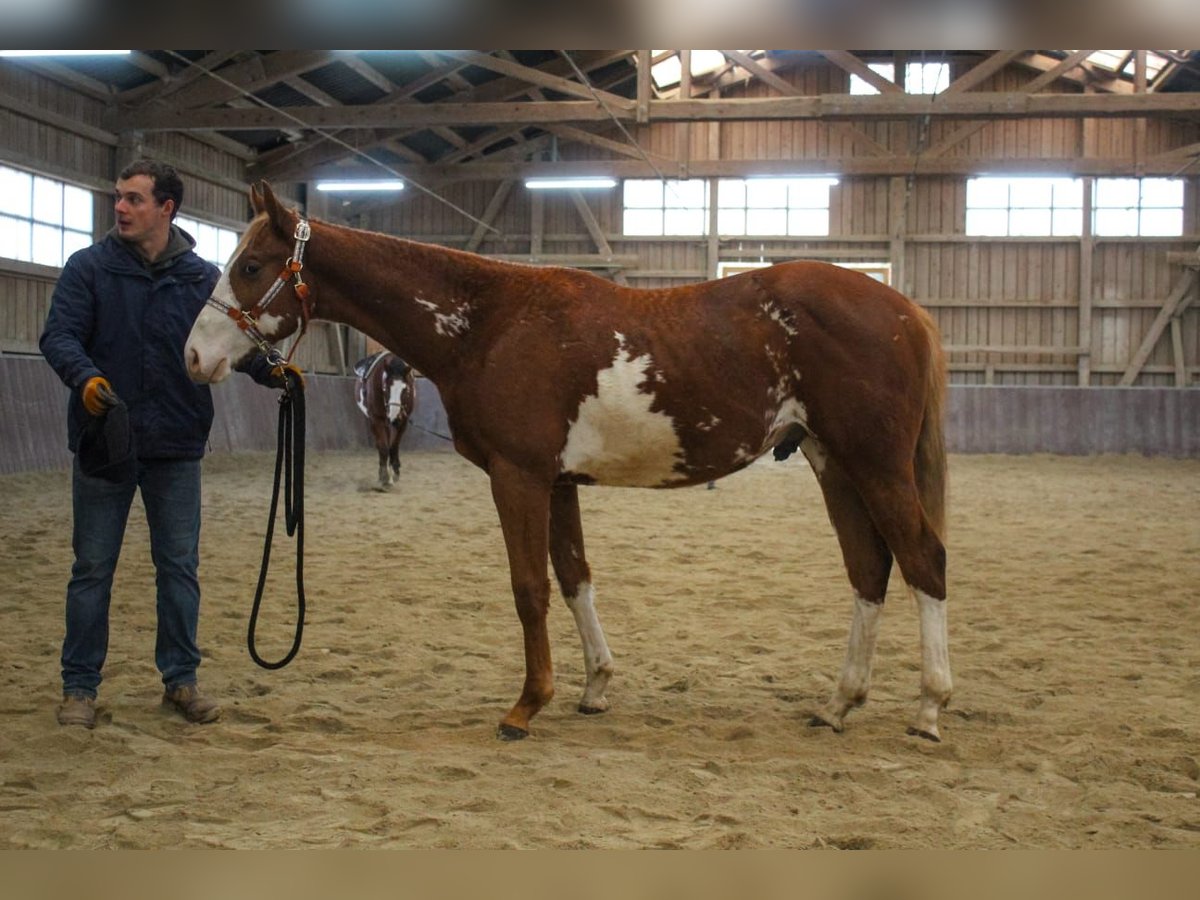 Paint Horse Hengst 2 Jahre 158 cm Overo-alle-Farben in Haldenwang