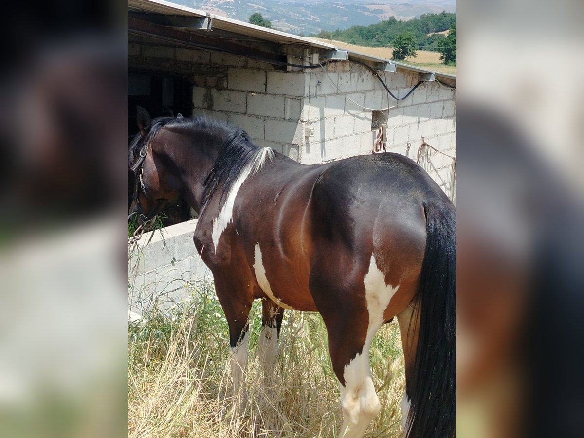 Paint Horse Mix Hengst 2 Jahre 160 cm Schecke in Jelsi