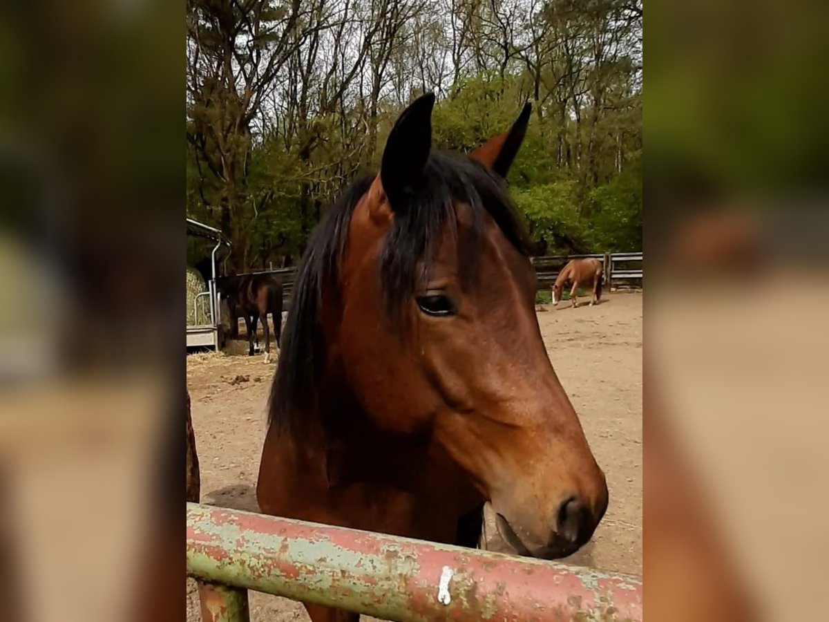 Paint Horse Hengst 2 Jahre Brauner in Wildeshausen