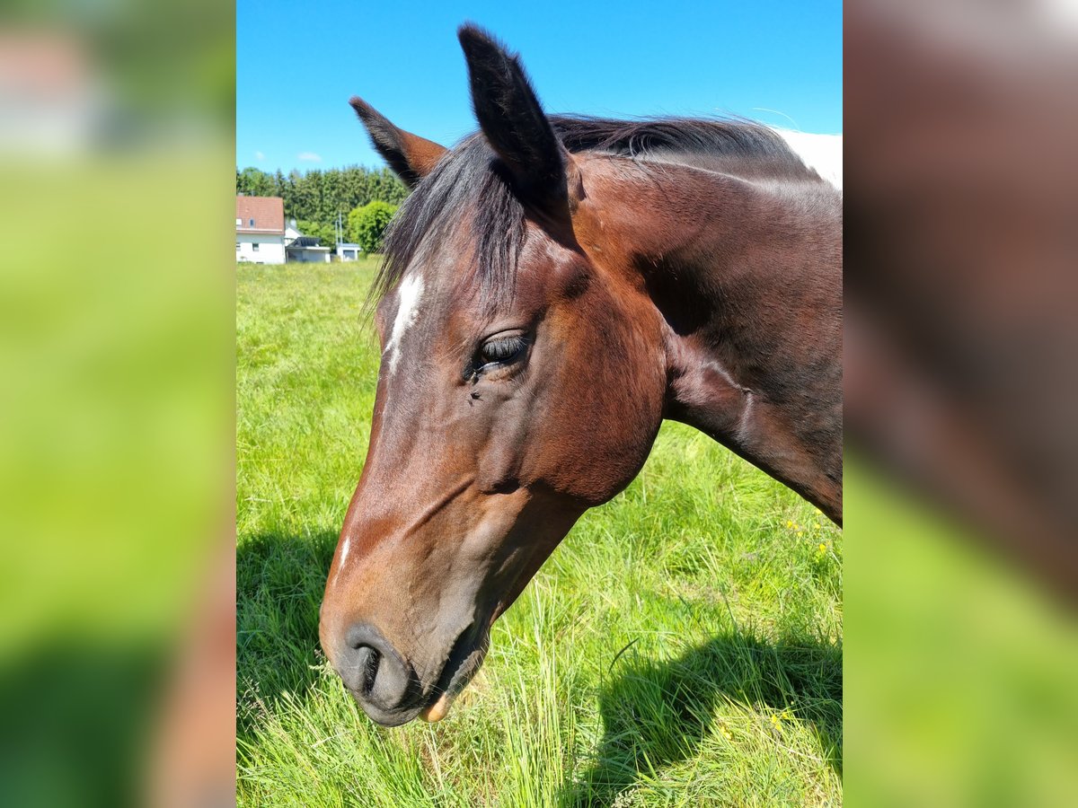 Paint Horse Hengst 2 Jahre Tobiano-alle-Farben in Fehl-Ritzhausen