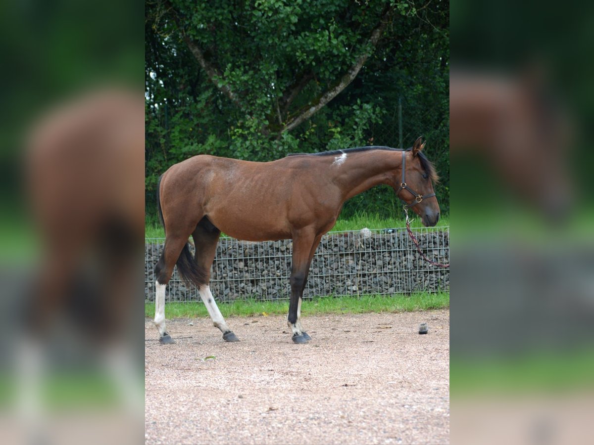 Paint Horse Hengst 3 Jaar 150 cm Gevlekt-paard in Nohfelden