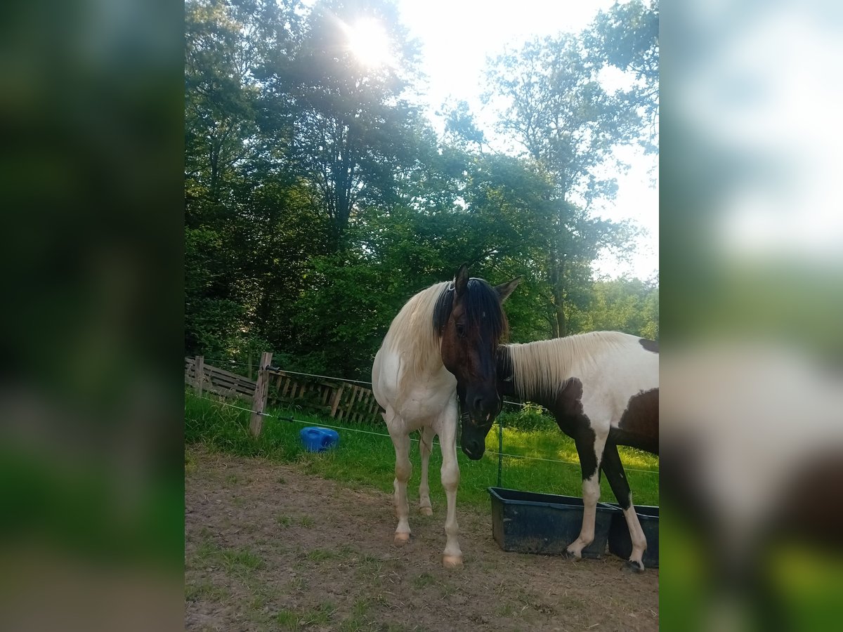 Paint Horse Hengst 3 Jaar 155 cm Tobiano-alle-kleuren in Nümbrecht